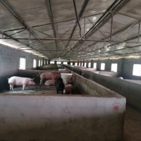(出租) 养猪场出租，水电齐全，自己的养猪场，带有120平米住房