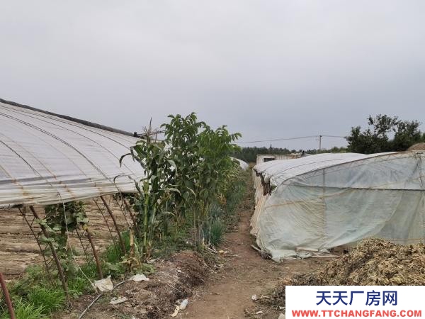 银川市永宁 永宁北全一队蔬菜大棚出售，钢架，棚膜，帘子九成新。