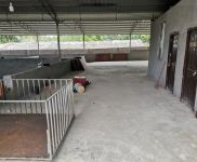 (出租) （51旺铺）桂林市秀峰4000平大型养猪场出租设备设施齐全