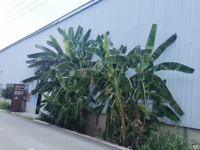 生产厂房出租出售，价格可谈图2