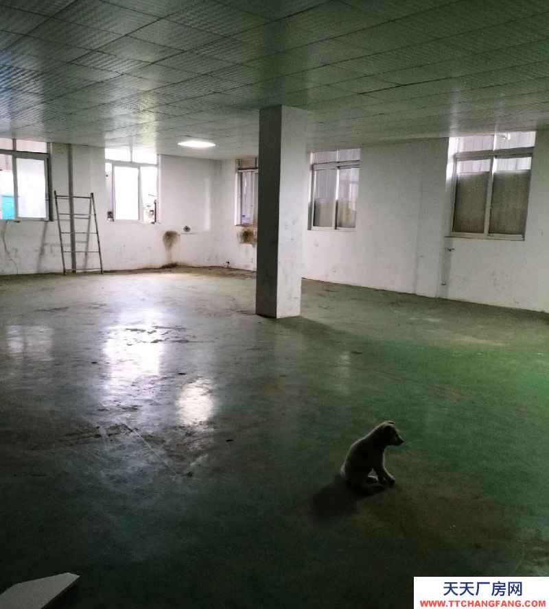 (出租) 自交建厂房，分割出租