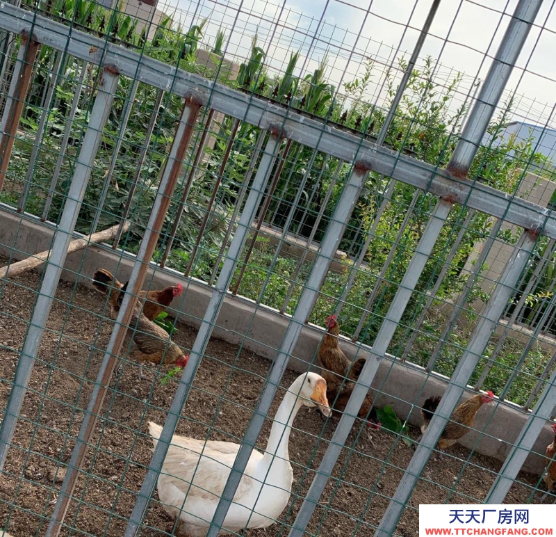 石家庄长安温室大棚，果树园，羊圈牛棚鸡舍等