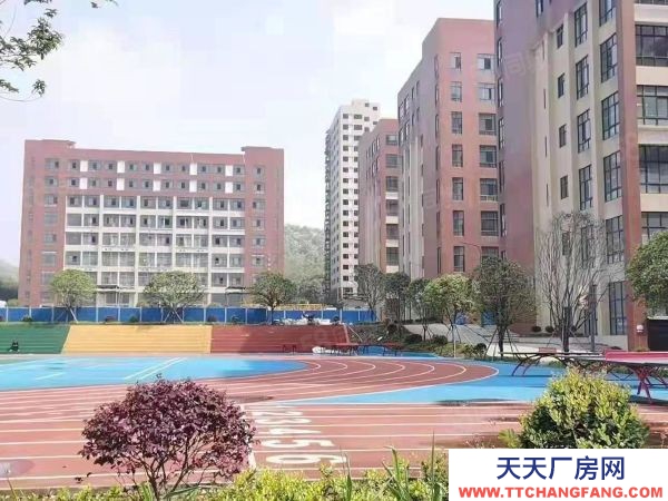 长沙市岳麓区标准混疑土框架结构有标准运动场地招租