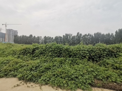石家庄 元氏装备基地3000平厂房带天车新建1万多平车间图2