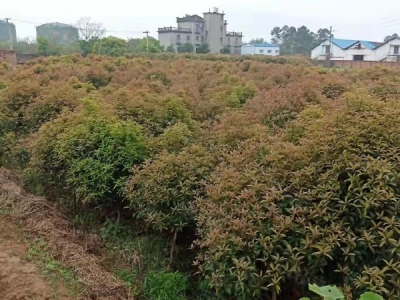 (出租) 南昌县向塘开发区独门独院加工 仓库 办公住宿出租图5