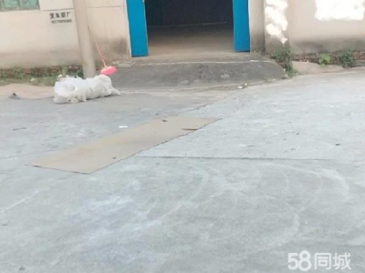 (出租) 南昌县莲塘镇埂头周家村东大路旁图3