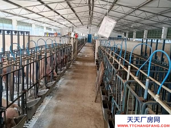 (出租) 大型标准化养猪场出租