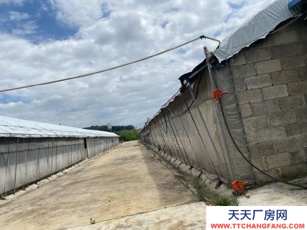(出租) 红河自己养鸡，了，交通水电都方便，周边无污染环境