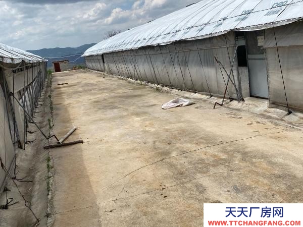 (出租) 红河自己养鸡，了，交通水电都方便，周边无污染环境