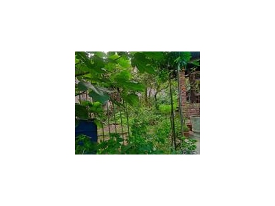 (出租) 宜昌猇亭私房一楼，水电齐全，院内有土地，可作花棚。图2