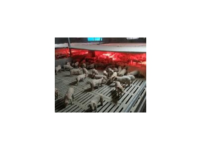 (出租) 宜昌长阳现代化育肥养殖场出租或招商图4