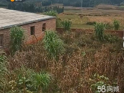 (出租) 茶叶初制加工所和养鸡场图3