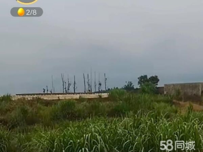 (出租) 茶叶初制加工所和养鸡场图1