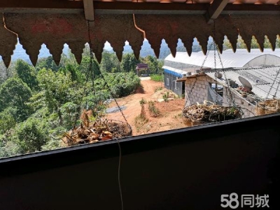 (出租) 茶叶初制加工所和养鸡场图4