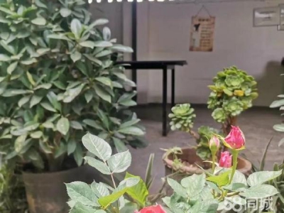 (出租) 可做厂房，仓储，苗圃，农家乐，露天篮球或足球教学场地图4