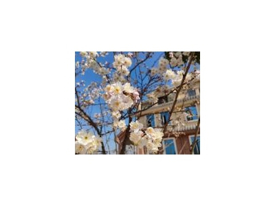 (出售) 襄阳南漳高品质生态住房回归自然生活图2