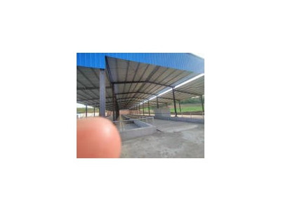 (出租)襄阳老河口 袁庄二组大型养牛场出租图3