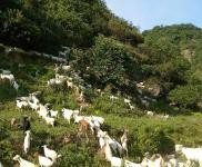 (出售) 十堰茅箭羊场，可以喂千头以上，也可以放养