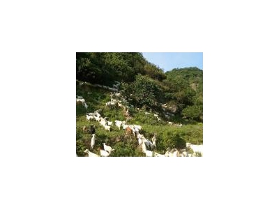 (出售) 十堰茅箭羊场，可以喂千头以上，也可以放养图3
