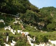(出售) 十堰茅箭养殖场，圈养也可以放养，养羊能上一千头以上