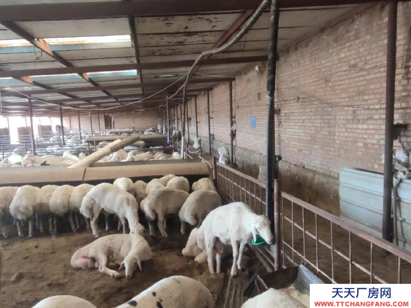 (出租) 场地出租 现有龙泉镇东关村洋墩河东公路南侧