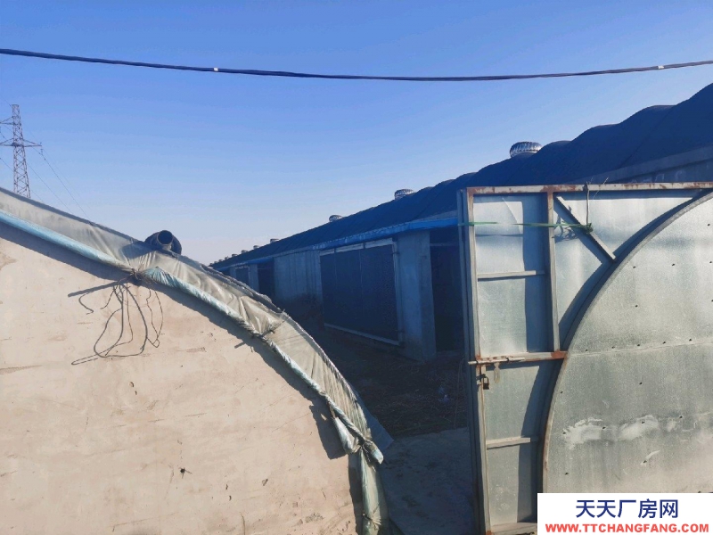 唐山 古治 出租养猪大棚3个共2600平米，成套的养猪设备齐全。