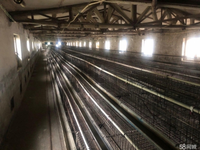 (出租) 出租厂房 房租相当便宜可做养殖物流驿站餐饮图2
