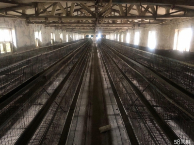 (出租) 出租厂房 房租相当便宜可做养殖物流驿站餐饮图1