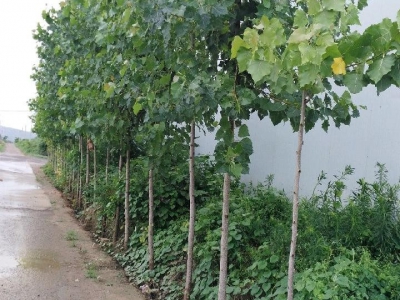 (出租) 渭南蒲城自建彩钢，带保温层，厂房内水泥地面图1