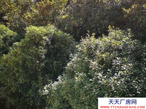 湘潭市湘潭县 直降100万！独门独院15亩国有工业用地厂房出售，可贷款