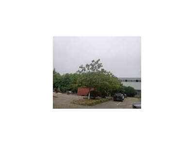 (出租) 出租杨市章华南路大型钢构厂房图1