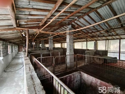 邵阳市隆回区 2000平养猪场出租，可养猪1000余头图3