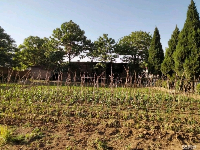 邯郸 永年县 出租闲置场地，面积8500平，另有部分厂房，分租也行图1