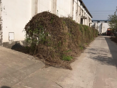 邯郸 广平县 (出租) 厂房出入停车方便，大车方便图1