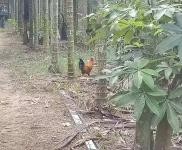 (出租) 房屋多样人，厂房、库房