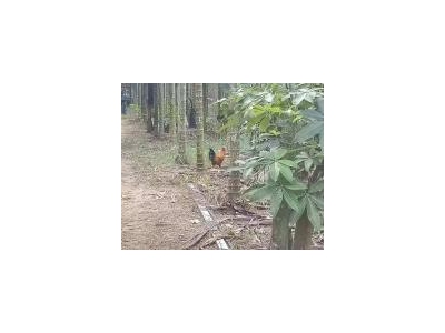 (出租) 房屋多样人，厂房、库房图2