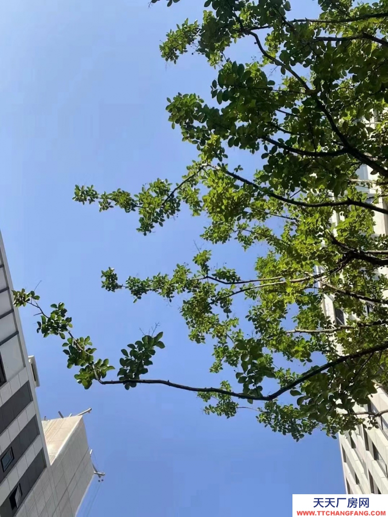 高新西区华为、京东方、富士康旁的电子类园区600-24000㎡可选