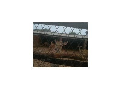(出售) 公主岭鹿场 离和平不远 价格面议 有想买的联系图2