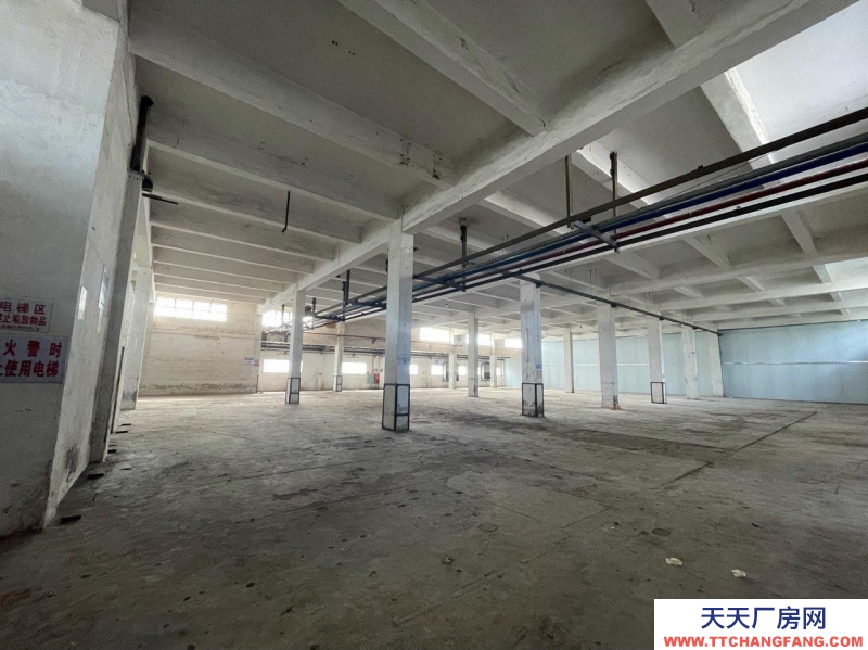 (出租) 江门新会今古洲混凝土结构厂房仓库出租（非中介）