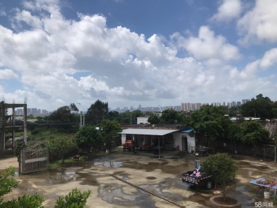 (出租) 赤坎调顺大型独门独院仓库厂房图3