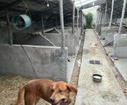 (出租) 延边科技大学附近房屋出租。可做养狗圈