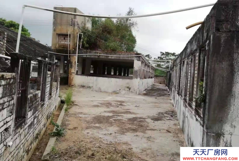 (出租) 湛江遂溪大面积场地出租(也可出售)，具体可商量