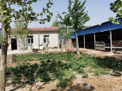 邢台 任县  (出租) 大豆村村北，总面积6亩，车间，库房，钢结构棚共1100平方图1