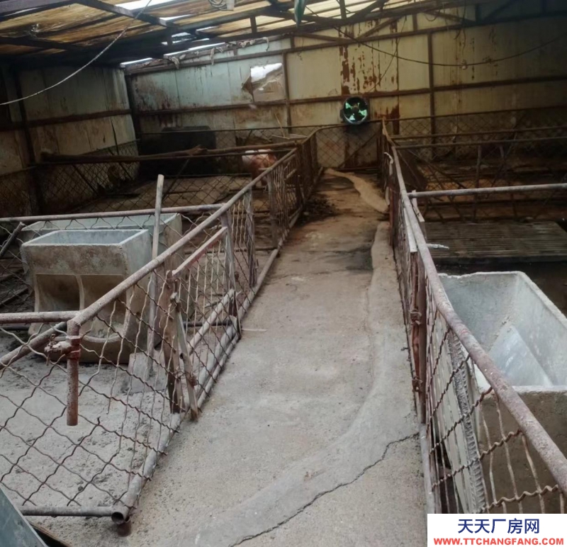 (出租) 家里猪场出租，各种设备齐全