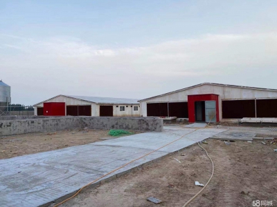 邢台 广宗  (出租) 自建养猪场，可容纳1800头肥猪欢迎老板咨询图2