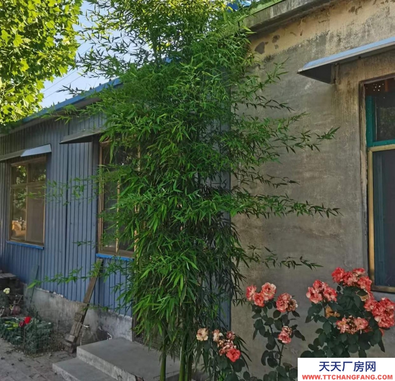 邢台 威县 (出租) 大广高速下道口附近精装大院出租
