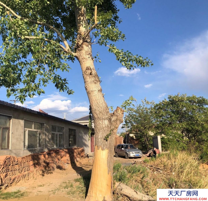 张家口 宣化  (出租) 急出租 独门独院适合休闲娱乐的农村小院