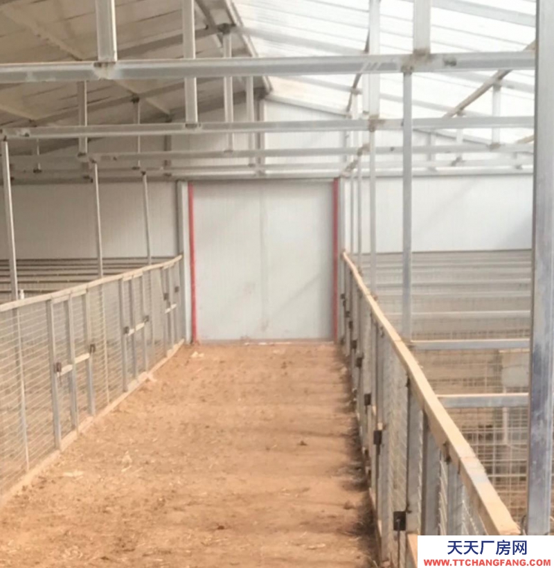 (出售) 和林格尔出租出售转让养殖藏香猪场地、大量藏香猪转手低价卖