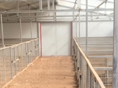 (出售) 和林格尔出租出售转让养殖藏香猪场地、大量藏香猪转手低价卖图2