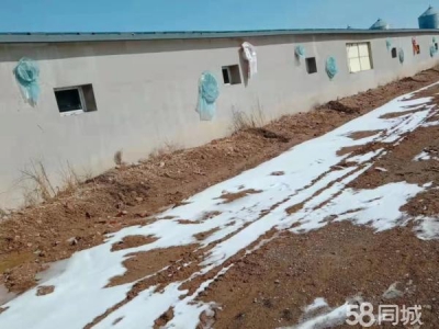 宾县宾县城区育肥猪场厂房出售图1